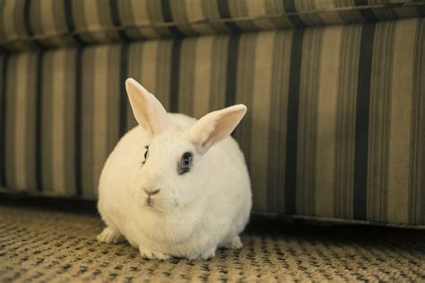 bite de blanc|Blanc de Hotot Rabbit: Care, Diet, and More .